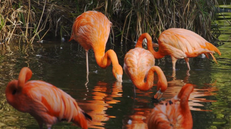 自然简约火烈鸟戏水鸟类动物实拍