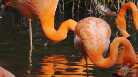 自然简约火烈鸟戏水鸟类动物实拍