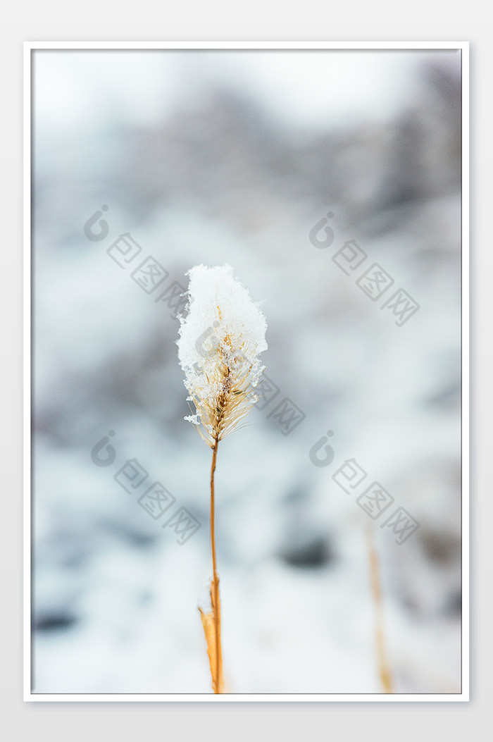 冬天沾满白雪的狗尾草特写图片图片