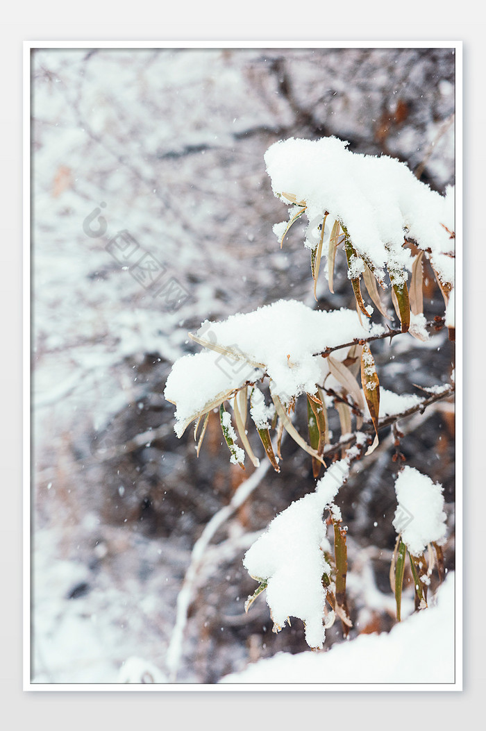 冬天大雪中的枯枝树叶图片图片