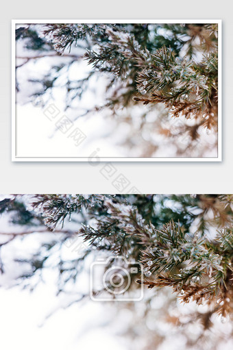 大寒小雪节气户外植物背景图片