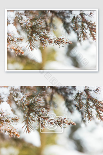 冬季冬天的松树松针图片