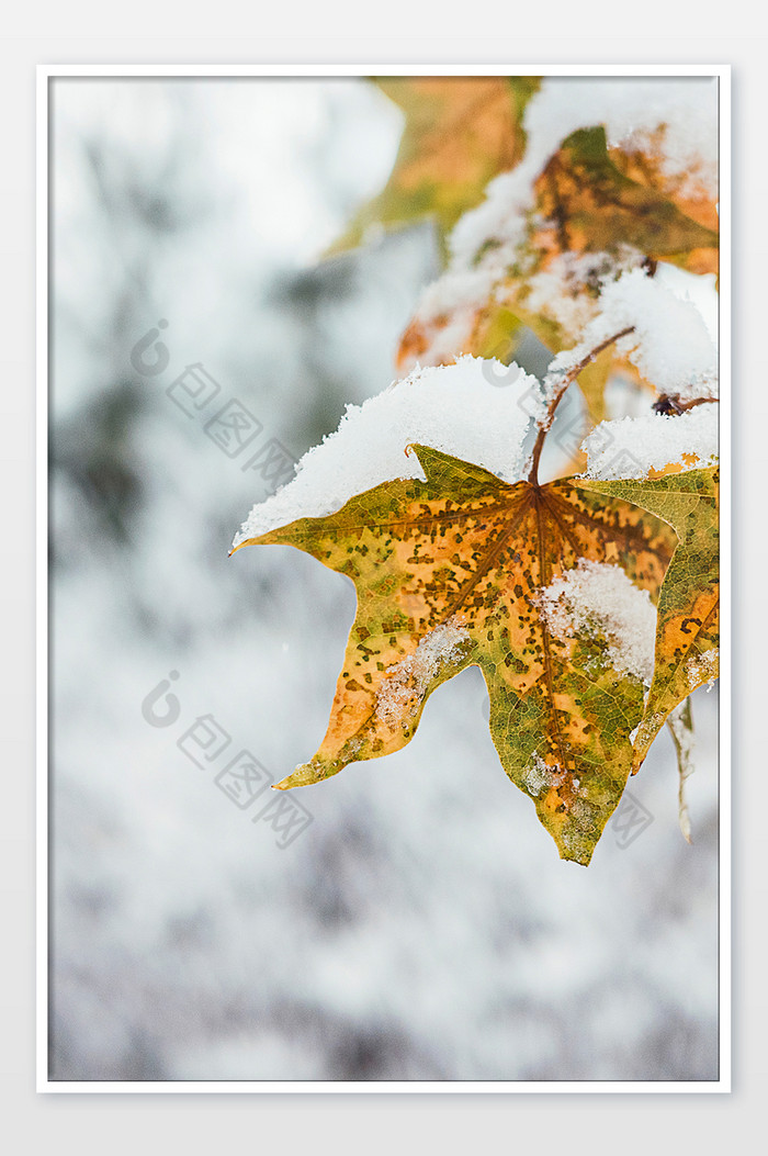 冬天积满白雪的枫叶图片图片