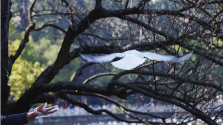 自然唯美海鸥鸟类动物空镜实拍