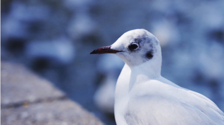 自然唯美海鸥鸟类动物空镜实拍