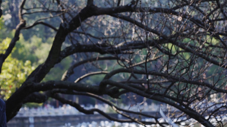 自然唯美海鸥鸟类动物空镜实拍