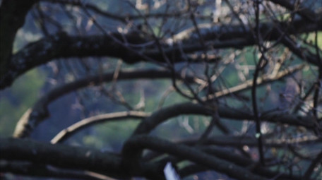 自然唯美海鸥鸟类动物空镜实拍