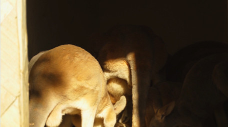 自然简约袋鼠进食动物实拍