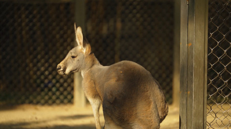 自然简约袋鼠进食动物实拍