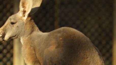 自然简约袋鼠进食动物实拍