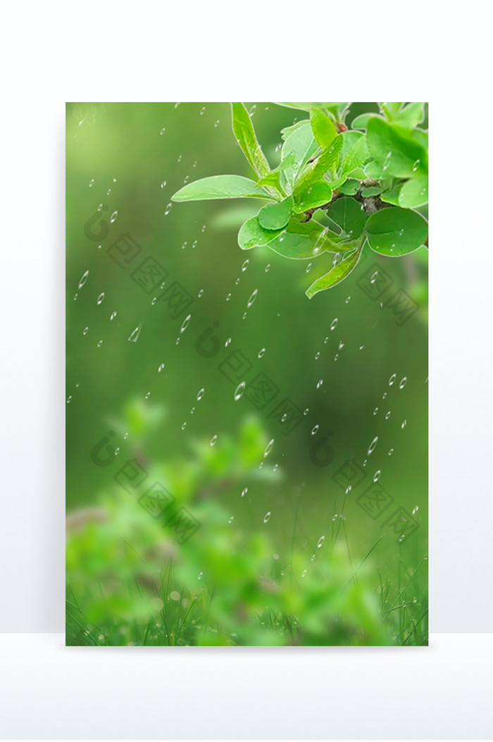 写实植物雨水节气图片图片