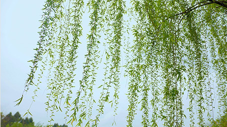 自然春天柳树发芽唯美春意4K