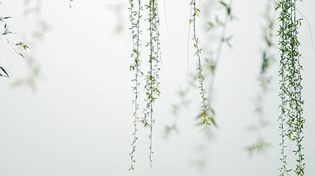 自然春天柳树发芽唯美春意4K