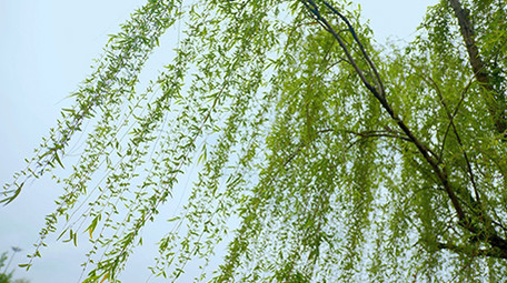 自然春天柳树发芽唯美春意4K