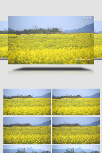 自然春天大片油菜花视频素材4K图片