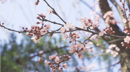 春天花朵粉色杏花盛开4K实拍