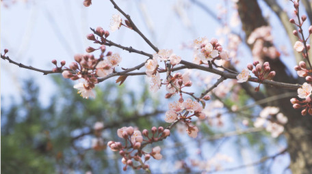 春天花朵粉色杏花盛开4K实拍