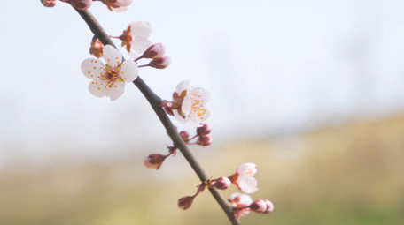 春天花朵粉色杏花盛开4K实拍