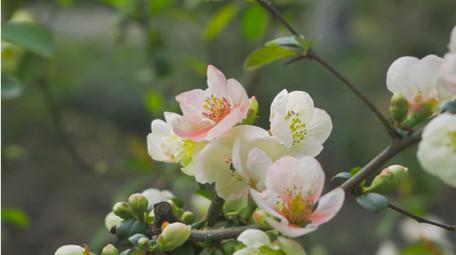 春天风景花朵春暖花开海棠花4K