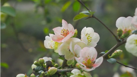 春天风景花朵春暖花开海棠花4K