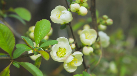春天风景花朵春暖花开海棠花4K