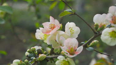 春天风景花朵春暖花开海棠花4K