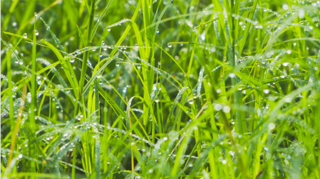 春意盎然春天绿色小草4K实拍