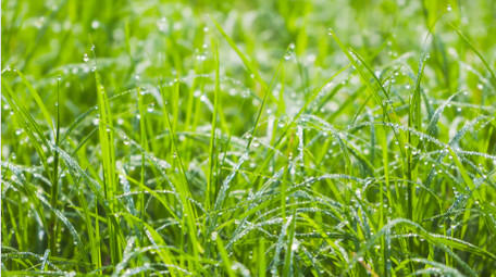 春意盎然春天绿色小草4K实拍