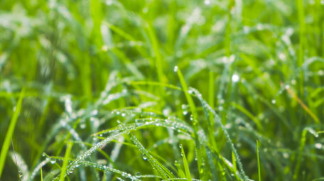 春意盎然春天绿色小草4K实拍