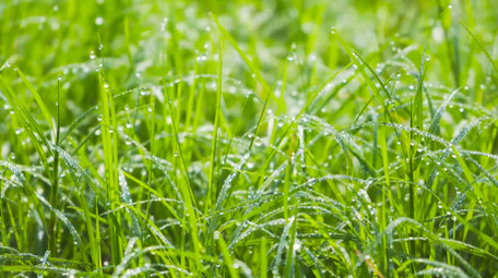 春意盎然春天绿色小草4K实拍