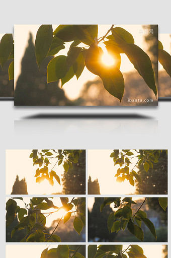 温暖治愈树叶漏光夕阳4K实拍图片