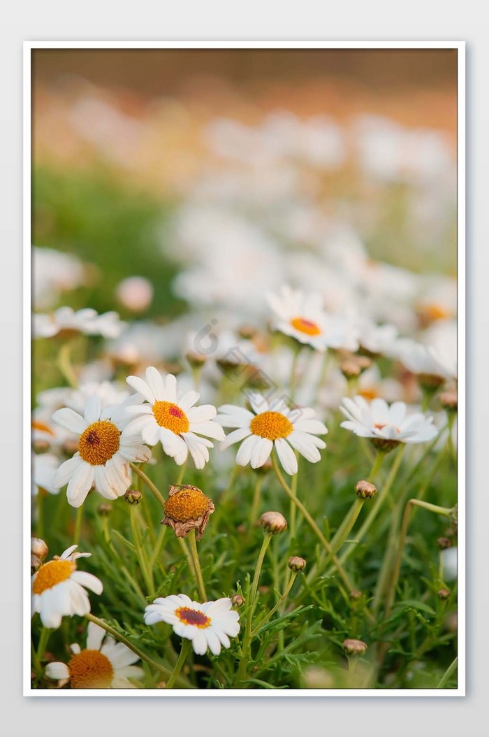 大气唯美的小雏菊丛摄影图片