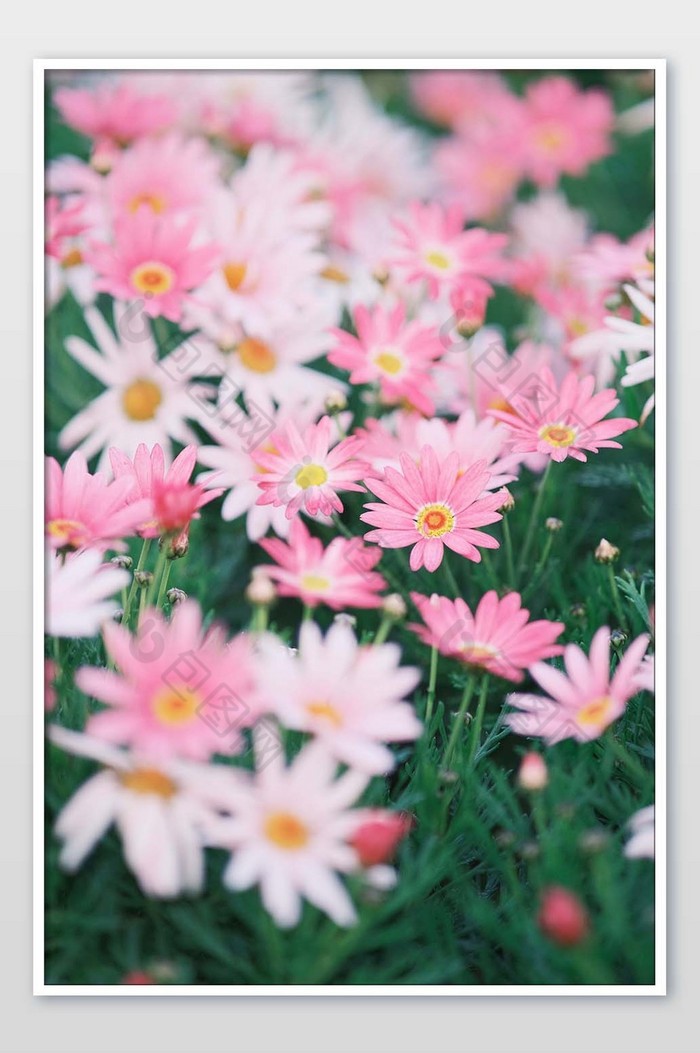 春天大气唯美的小雏菊摄影图片图片