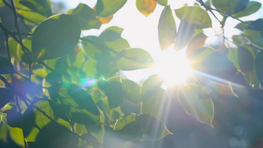 唯美清晨逆光树叶光线实拍视频