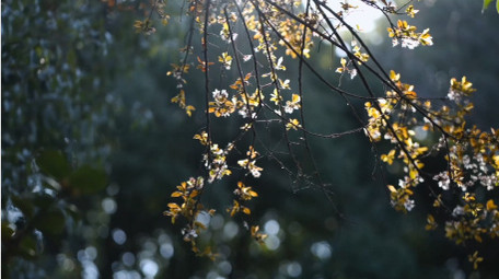 春天唯美花朵逆光紫叶李花瓣实拍