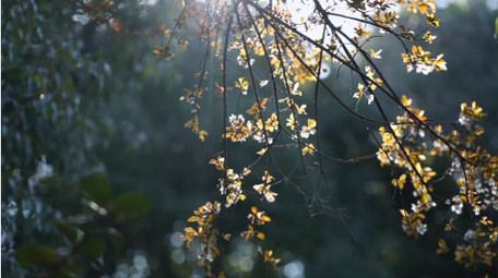 春天唯美花朵逆光紫叶李花瓣实拍