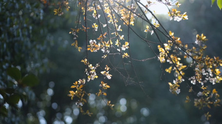 春天唯美花朵逆光紫叶李花瓣实拍