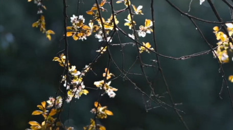 春天唯美花朵逆光紫叶李花瓣实拍