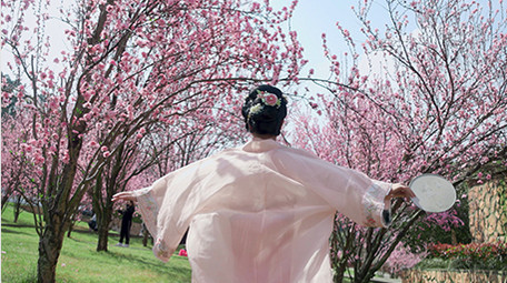 户外春天樱花林汉服美女奔跑实拍