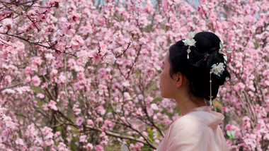 户外春季汉服美女赏花樱花实拍
