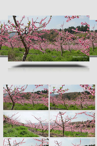 春季唯美桃花林盛开桃花实拍图片