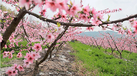 春季桃花林唯美盛开花朵实拍