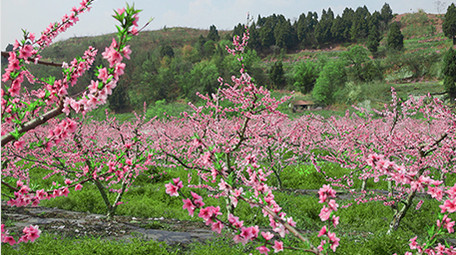 春季桃花林唯美盛开花朵实拍