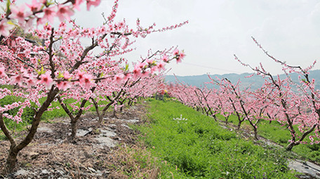 春季桃花林唯美盛开花朵实拍