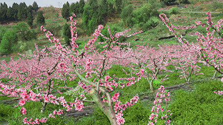 春季桃花林唯美盛开花朵实拍
