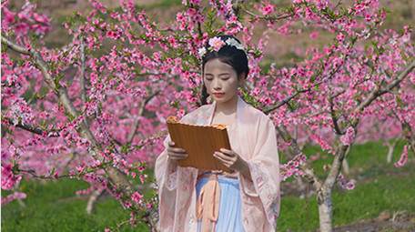 户外桃花林汉服美女看竹简实拍