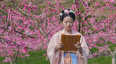 户外桃花林汉服美女看竹简实拍