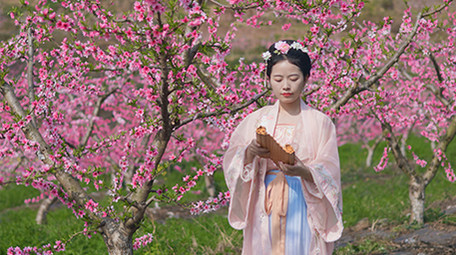 户外桃花林汉服美女看竹简实拍