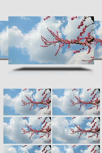 春季花枝蓝天白云延时生长实拍图片