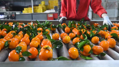 沃柑<strong>工业</strong>清洗加工流水线实拍